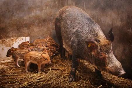 豬肺炎還可以這么治！六種豬病驗方進行匯總