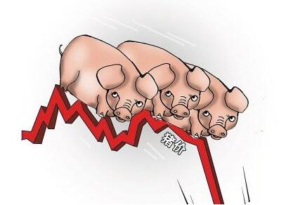 專家：豬價不存在大幅下跌的可能，但這3點需要注意！