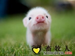 纖維來源、水平對飼養(yǎng)于不同衛(wèi)生條件下斷奶仔豬生長性能、營養(yǎng)素消化率的影響