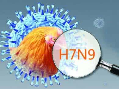 農(nóng)業(yè)部批準(zhǔn)廣東先行先試，實(shí)施H7N9全面免疫