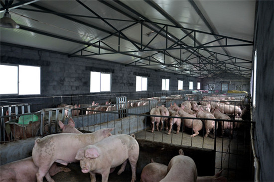 狠！福州要引進無人機對豬場進行監(jiān)管