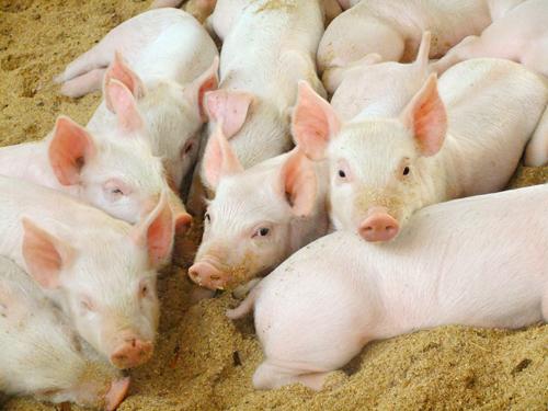 農(nóng)業(yè)部：三季度畜禽產(chǎn)品抽檢合格率99.7%