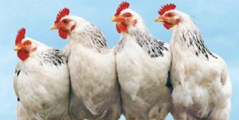 四大肉雞上市公司公布前三季度業(yè)績 益生虧1.85億、圣農(nóng)賺9千萬