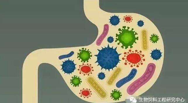 史上最全益生菌、益生元、酸化劑進口飼料企業(yè)目錄