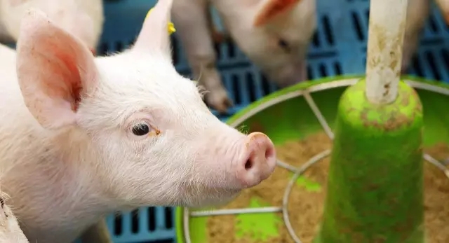 邵彩梅博士：未來我國飼料配方將發(fā)生重大轉(zhuǎn)變，動態(tài)營養(yǎng)配方或成趨勢