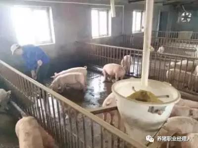 斷奶仔豬總腹瀉？是沒有堅持“三不變?nèi)凉u變”原則