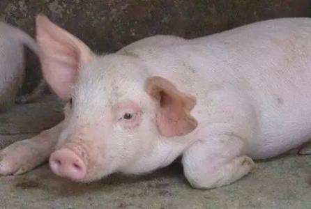 非洲豬瘟尚未平靜，口蹄疫又來(lái)！